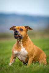 bull terrier in nature