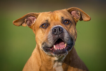 bull terrier in nature