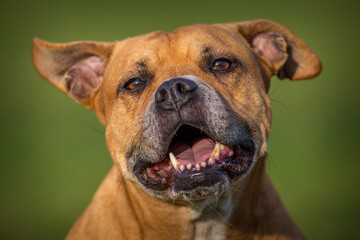 bull terrier in nature