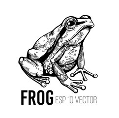 Frog sketch. Hand drawn vector illustration