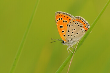 A male lesser fiery copper butterfly