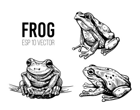 toads drawing