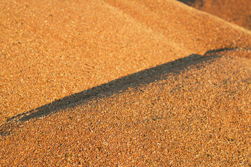 wheat grains heaps in the sunset light 