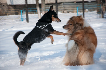 dogs collie having fun in winter outdoor. collie dog playing in snowy winter. playful collie dogs