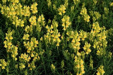 Yellow Toadflax
