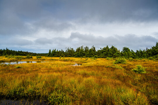 Marsh in Cape Breton HIghlands Mational Park
