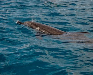 Closeup shot of a dolphin in the sea
