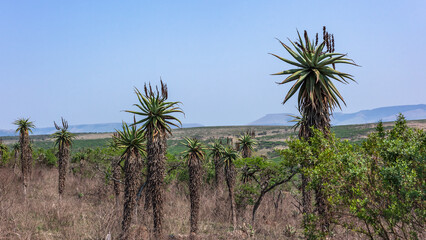 Fototapeta premium Aloe Plants Wilderness Wildlife Summer Landscape