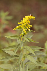 Insect is laying on the flowers in autumn