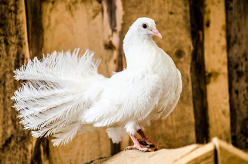 pigeon 