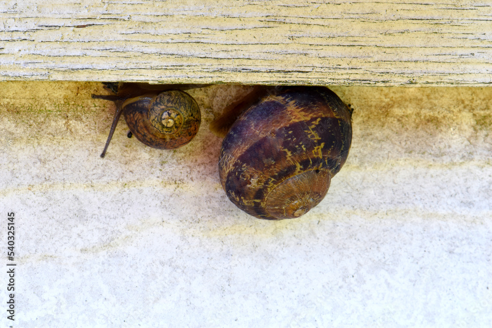 Wall mural big and small snails 03