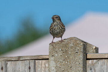Garden bird, juvenile dunnock, Prunella modularis