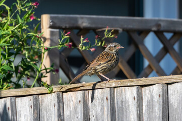 Garden bird, juvenile dunnock, Prunella modularis