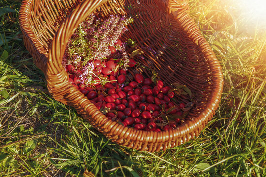 Rosehips and herbs in wicker basket on a sunny day.Autumn season.