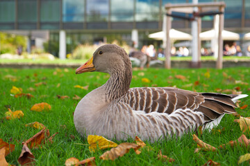 greylag goose lies on the green lawn with the bright leaves in the park of Stuttgart on a sunny autumn day, Germany