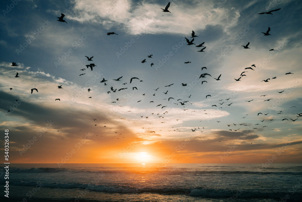 Wall mural Golden sunset over the sea with beautiful cloudy sky on background and silhouette of fluing birds. Amazing tranquil scene in soft light colors, copy space - Wall murals