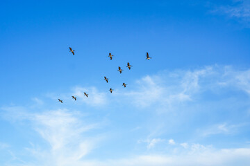 Flock of flying pelicans. Cloudy sky and silhouette of flying birds. Tranquil scene, freedom, hope, motivation concept