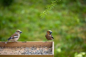 Garden bird  eating from wooden feeder