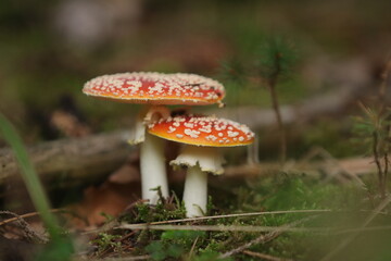 Fliegenpilz