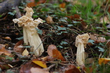 Was bin ich nur für ein Pilz