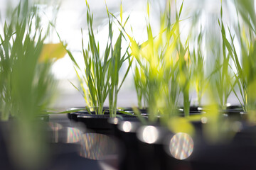 Genetic modification GMO. Young green barley growing in a research center. Genetically modified...