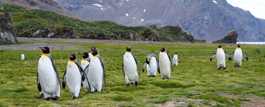 K&ouml;nigspinguine  S&uuml;dgeorgien Antarktis Panorama