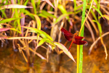 Beautiful bright red dragonfly in tropical nature Phuket island Thailand.