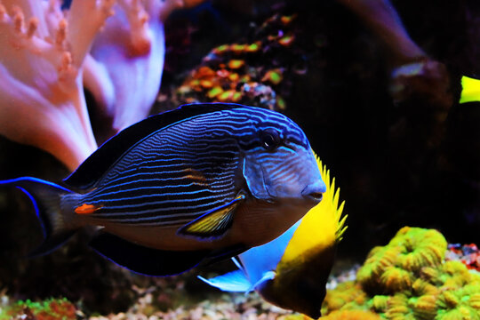 Acanthurus sohal tang fish swims in coral reef aquarium