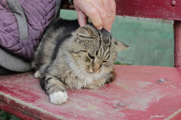 Grandpa is holding a small gray-white kitten.