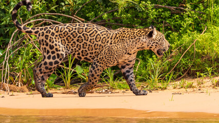Jaguar Pantanal © Ricardo