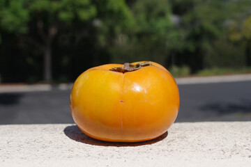 Close-up view of a single ripe persimmon fruit