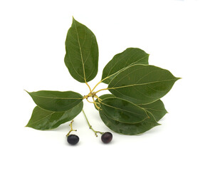 Branche de camphrier ou laurier de Chine feuilles et fruits isolés sur fond blanc