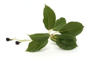 Branche de camphrier ou laurier de Chine feuilles et fruits isolés sur fond blanc