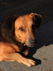 Portrait of young frindly dog