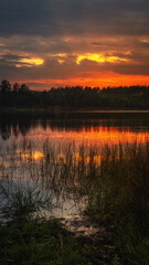 crimson sunset over a quiet forest lake with coastal pines, reeds and reflection of the glow on the water. vertical landscape