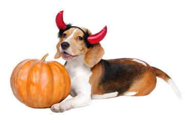 Cute beagle puppy wearing halloween devil horns laying next to pumpkin on white background