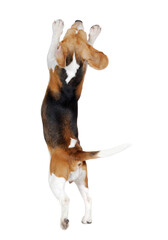 Back view of beagle on hind legs isolated on white