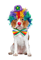 Fototapeta na wymiar Beagle dressed as clown with a sad clown expression