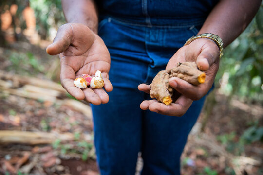 Close-up of the hands of a farmer who has just harvested the kola nuts.