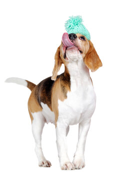 Beagle dog with a hat on the head looking up and lickens