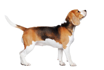 Side view picture of a beagle walking in a white studio - obrazy, fototapety, plakaty