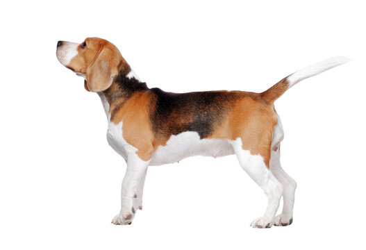 Side view picture of an adult  beagle dog