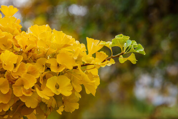 Tree Ginkgo biloba in the autumn garden. Relict Ginkgo biloba tree in the garden. Medicinal plants in the garden