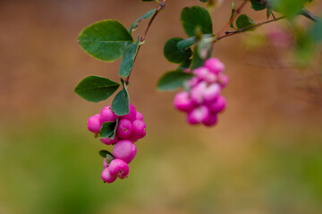 The snowberry pink (Symphoricarpos orbiculatus) in autumn garden