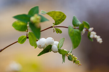 The snowberry white (Symphoricarpos orbiculatus) in autumn garden