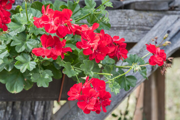 Blooming red geranium closeup as floral background