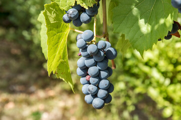 Bunch of red grapes hanging on vine in old country house