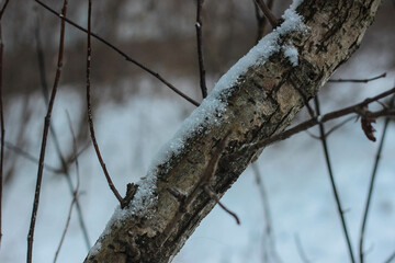 tree trunk close-up covered with snow in cold cloudy winter weather. wood texture