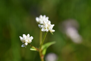 Persicaria thunbergii flowers. Polygonaceae annual plants. Grows near water and blooms small white or pink flowers from August to October.
