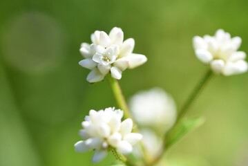 Persicaria thunbergii flowers. Polygonaceae annual plants. Grows near water and blooms small white or pink flowers from August to October.